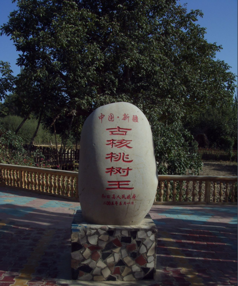 核桃王树